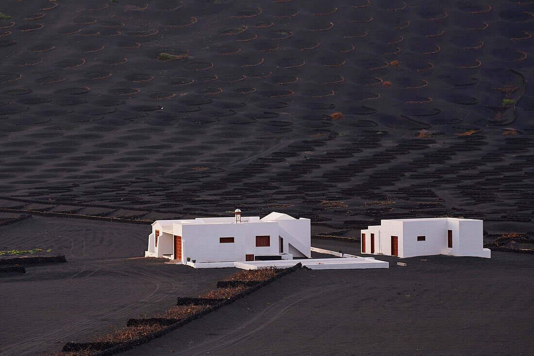 Sonnenuntergang im Weinbaugebiet La Geria am Fuß der Feuerberge, Lanzarote, Kanaren, Kanarische Inseln, Islas Canarias, Spanien, Europa