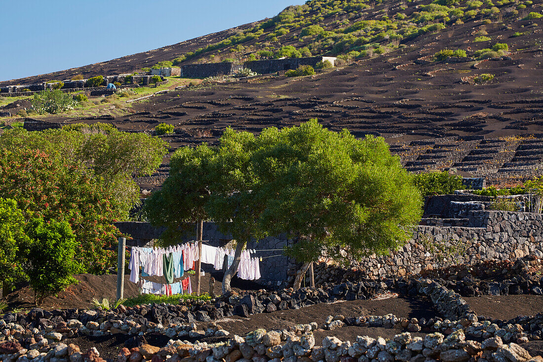 Wine growing area La Geria at the foot of the Montanas del Fuego de Timanfaya, Lanzarote, Canary Islands, Islas Canarias, Spain, Europe