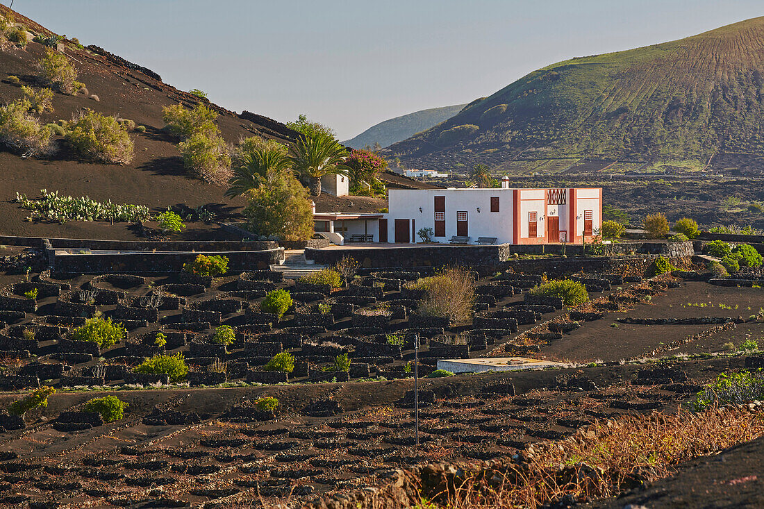 Weinbaugebiet La Geria am Fuß der Feuerberge, Lanzarote, Kanaren, Kanarische Inseln, Islas Canarias, Spanien, Europa