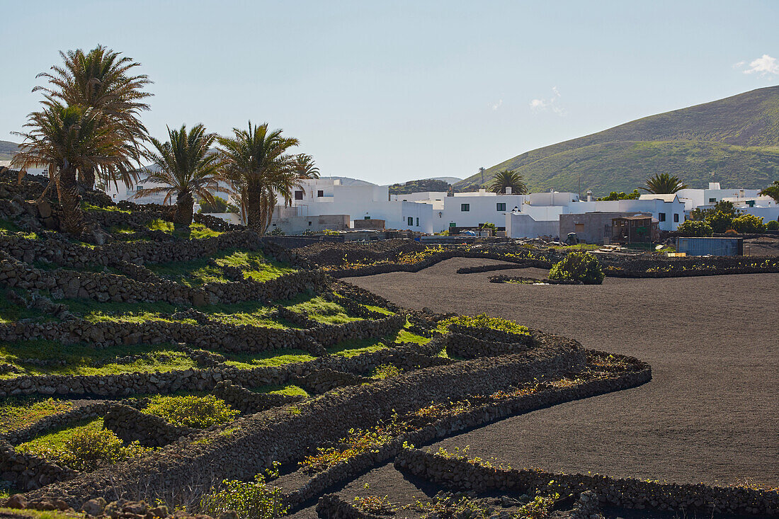 Village of Mancha Blanca with palm trees, Lanzarote, Canary Islands, Islas Canarias, Spain, Europe