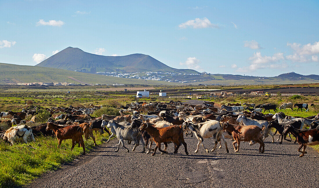 Flock of goats near  Tahiche, Lanzarote, Canary Islands, Islas Canarias, Spain, Europe