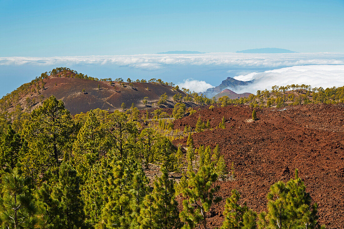 Canarian pine forest at the volcano Chinyero and view towards La Palma, Parque Nacional del Teide, Natural Heritage of the World, Tenerife, Canary Islands, Islas Canarias, Spain, Europe