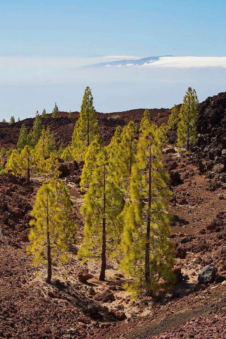 Canarian pine forest at the volcano Chinyero and view towards La Gomera und Hiero, Parque Nacional del Teide, Natural Heritage of the World, Tenerife, Canary Islands, Islas Canarias, Spain, Europe