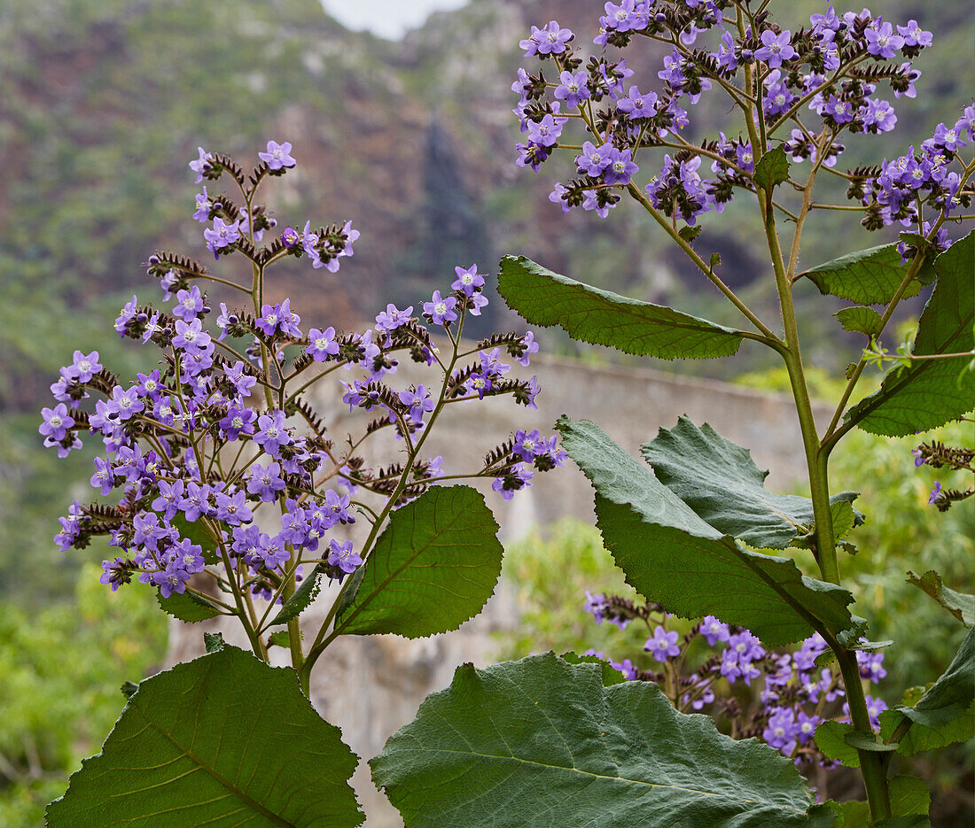 First flowers in the mountains near Tanque, Tenerife, Canary Islands, Islas Canarias, Atlantic Ocean, Spain, Europe