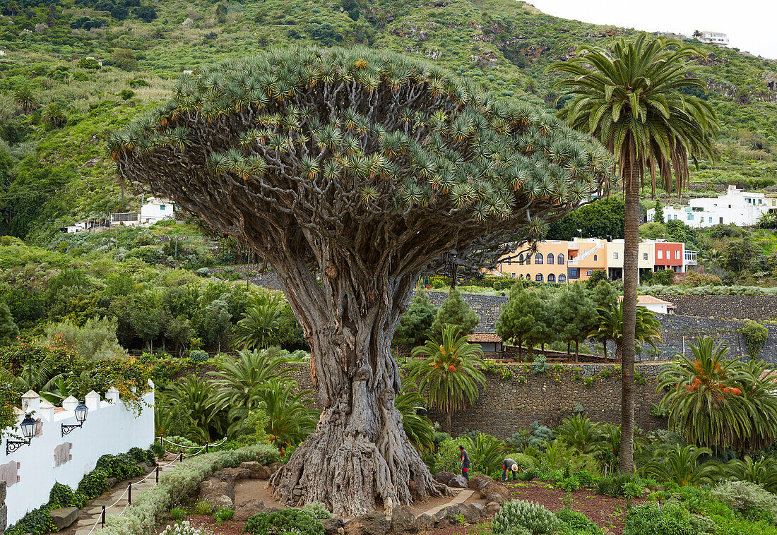 El Drago Milenario at Icod de los Vinos, Tenerife, Canary Islands, Islas Canarias, Atlantic Ocean, Spain, Europe