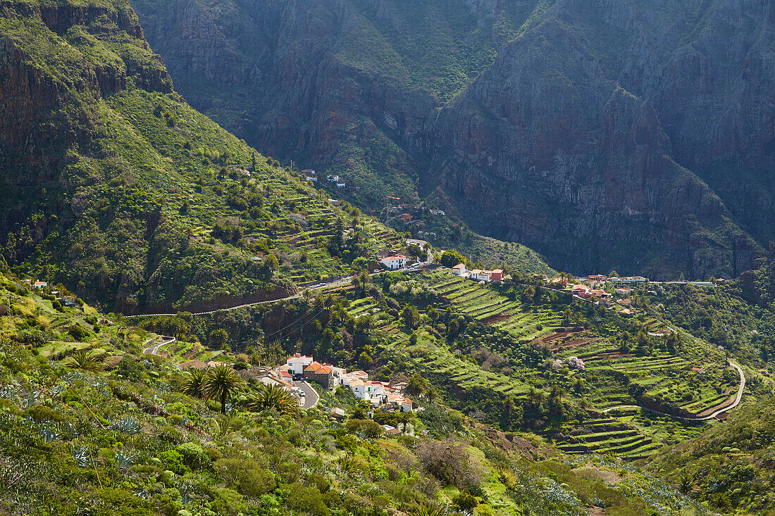 Blick über üppiges Grün auf Masca, Teno Gebirge, Teneriffa, Kanaren, Kanarische Inseln, Islas Canarias, Atlantik, Spanien, Europa