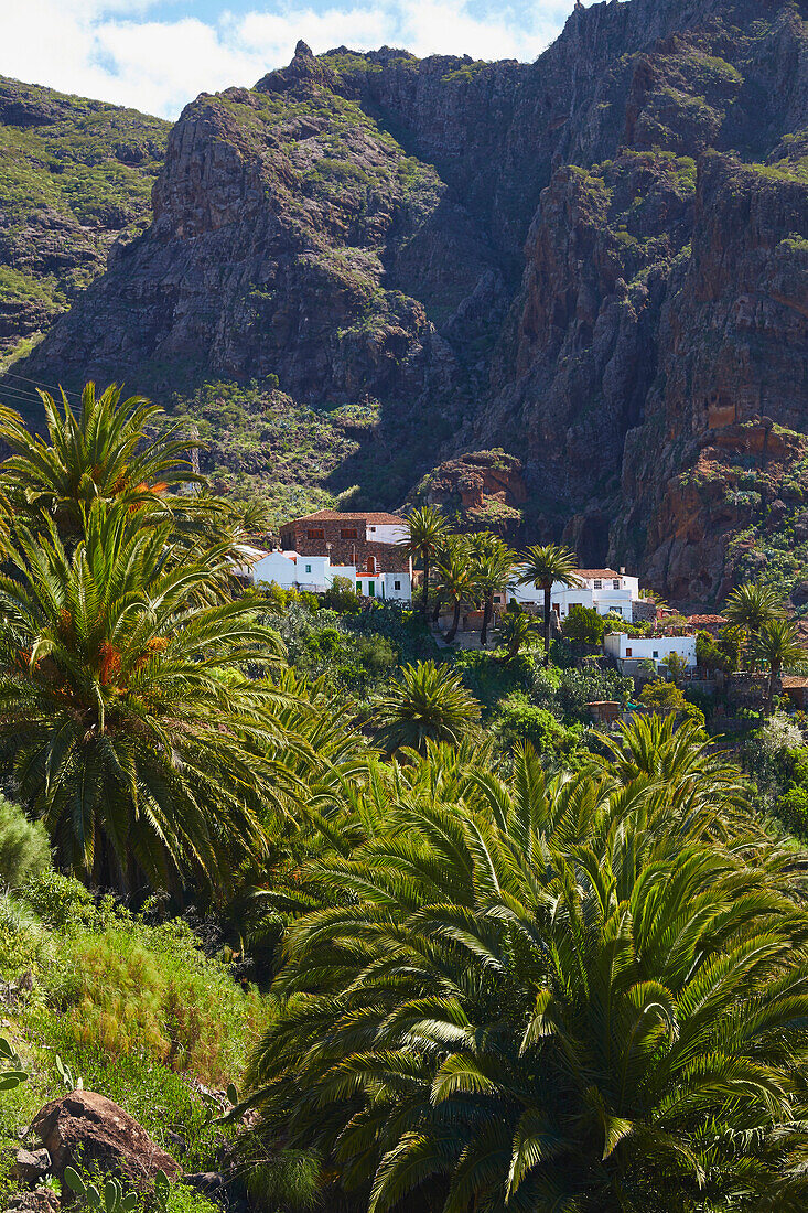 Blick über üppiges Grün auf Masca, Teno Gebirge, Teneriffa, Kanaren, Kanarische Inseln, Islas Canarias, Atlantik, Spanien, Europa