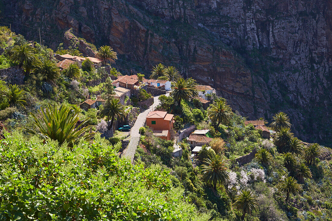 View across luxuriant vegetation at Masca, Teno mountains, Tenerife, Canary Islands, Islas Canarias, Atlantic Ocean, Spain, Europe