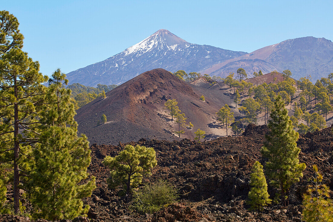 View over Canarian pine forest at the Teide, Natural Heritage of the World, Tenerife, Canary Islands, Islas Canarias, Spain, Europe
