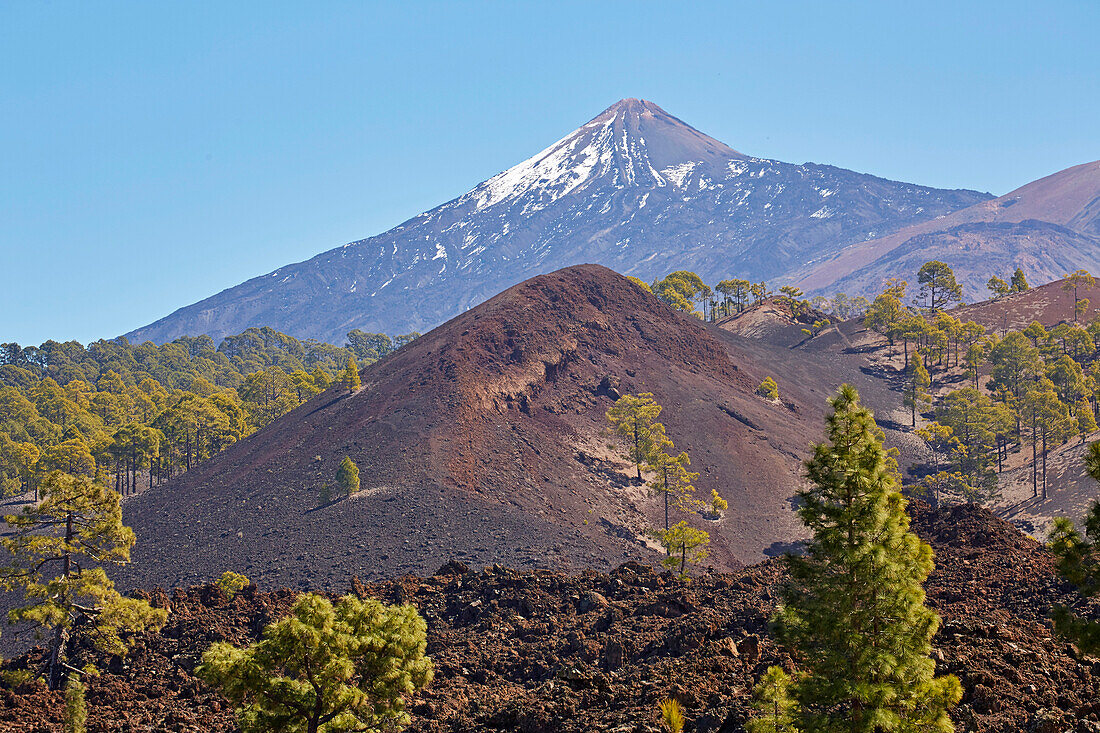 View over Canarian pine forest at the Teide, Natural Heritage of the World, Tenerife, Canary Islands, Islas Canarias, Spain, Europe