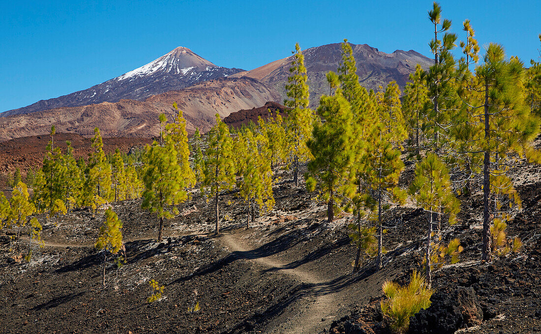 Blick über Pinienwald zum Pico Viejo und Teide, Weltnaturerbe, Teneriffa, Kanaren, Kanarische Inseln, Islas Canarias, Spanien, Europa