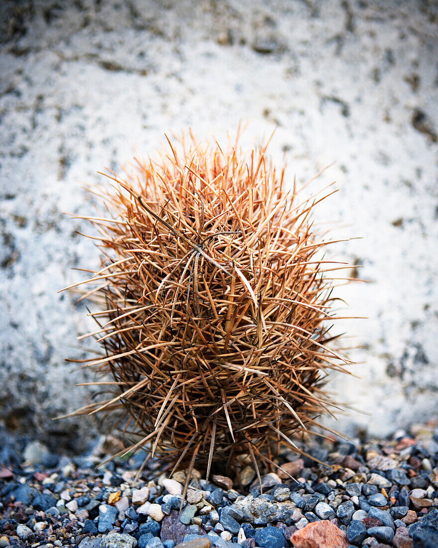 Dried desert cactus. Death Valley National Park, California.