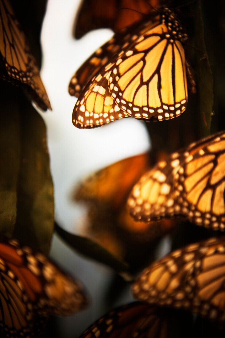 A Monarch butterfly (Danaus plexippus) in a diorama. Santa Barbara Museum of Natural History, Santa Barbara, California.
