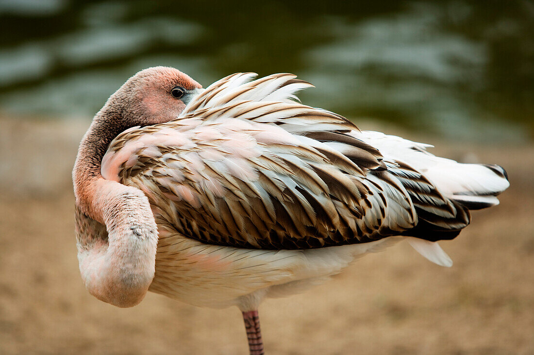 Close-up of an immature Caribbean Pink Flamingo (Phoenicopterus ruber) preening.