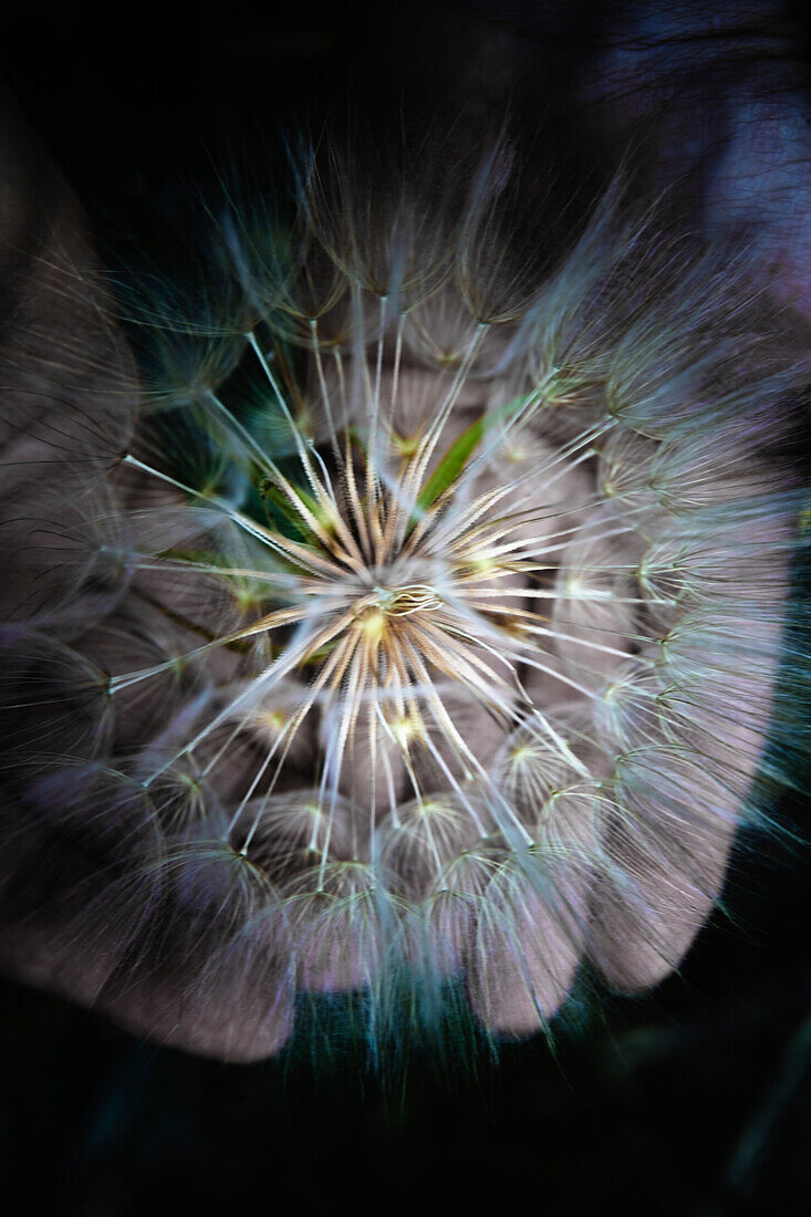 Close-up of open hands holding a dandelion with seeds.