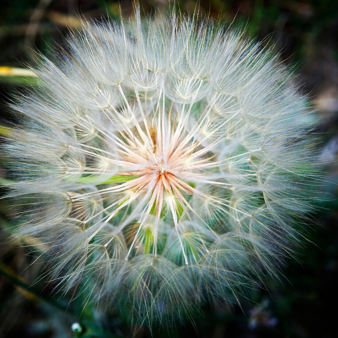 Close-up of a dandelion with seeds.