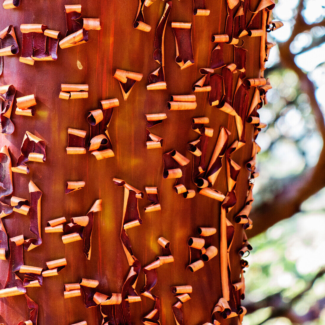 Close up of peeling bark of a manzanita tree (Arctostaphylos).