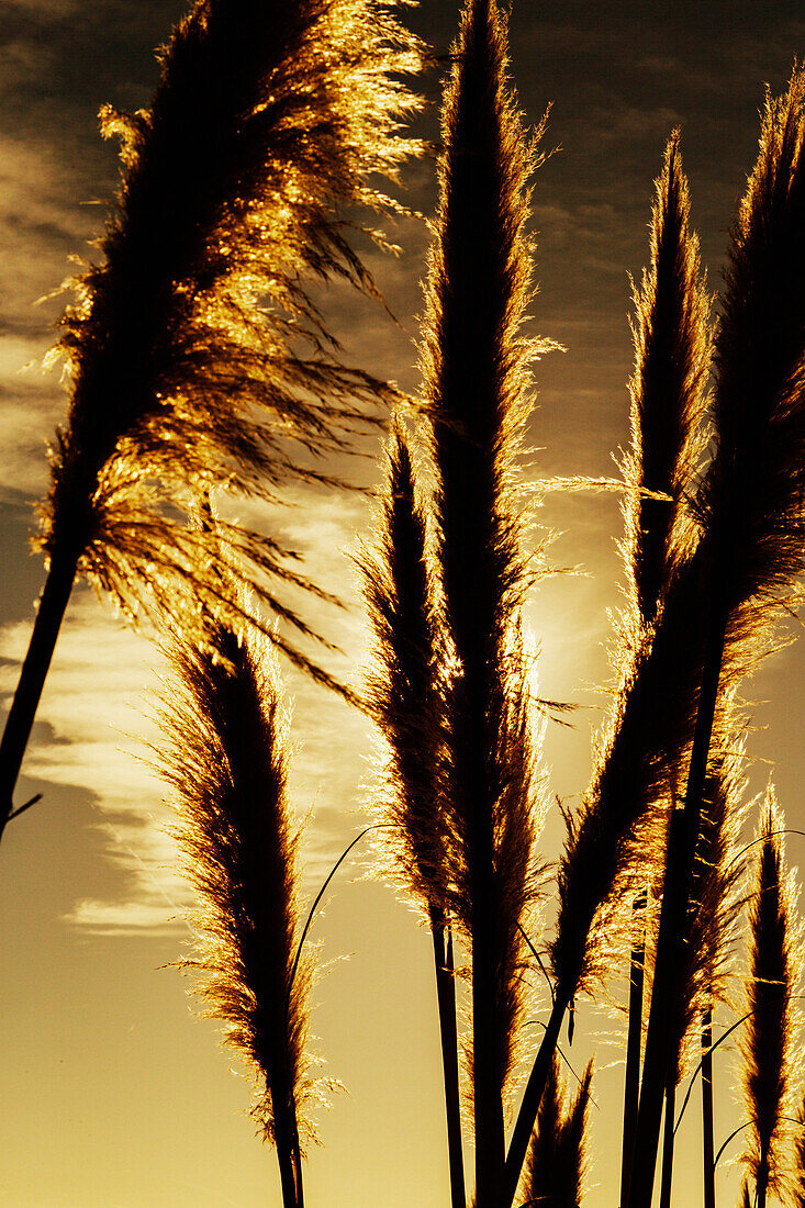 The tops of the giant reeds (Arundo donax). California, USA.