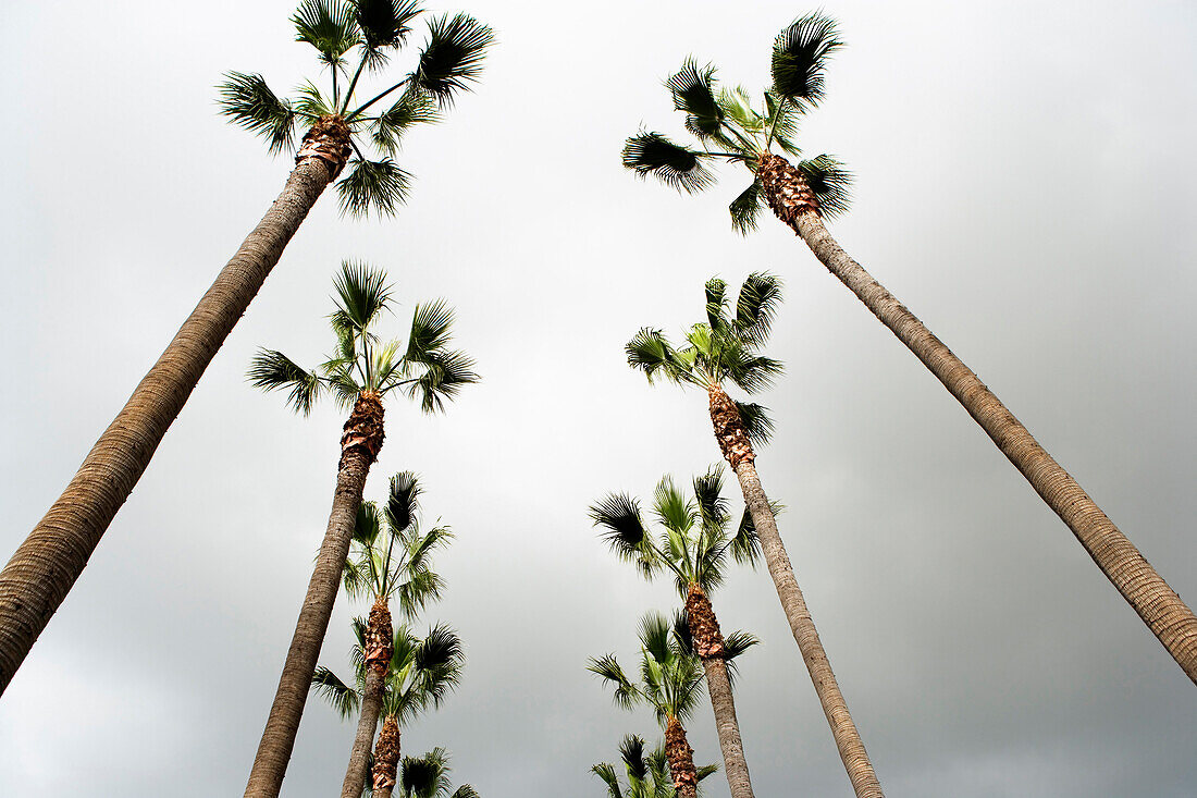 Looking up at two rows of palm trees, Los Angeles, California.