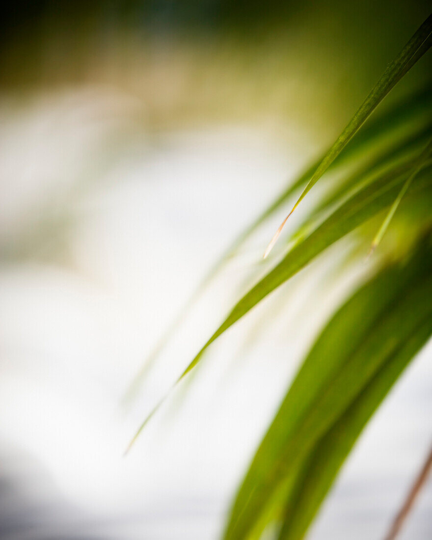 Close up of green foliage with blurred background.
