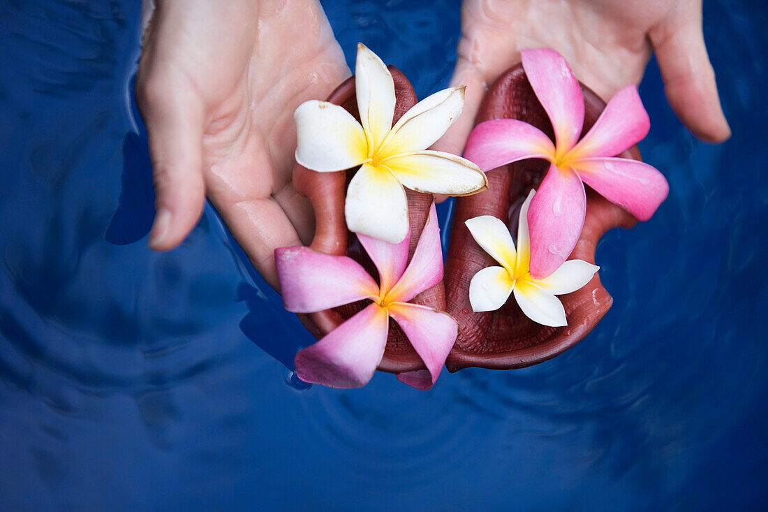 Female hands holding  tropical flowers Plumeria (common name Frangipani), floating in water, on the island of Maui, Hawaii.