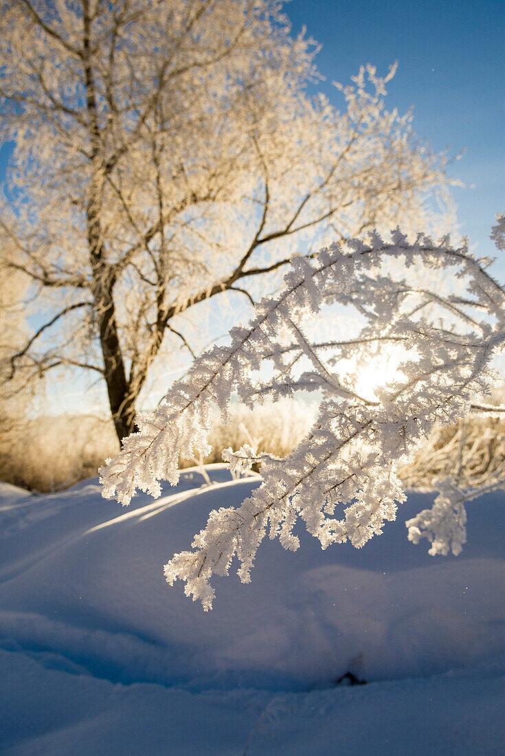 Frost on branch in winter along Animas River, Durango, Colorado, USA