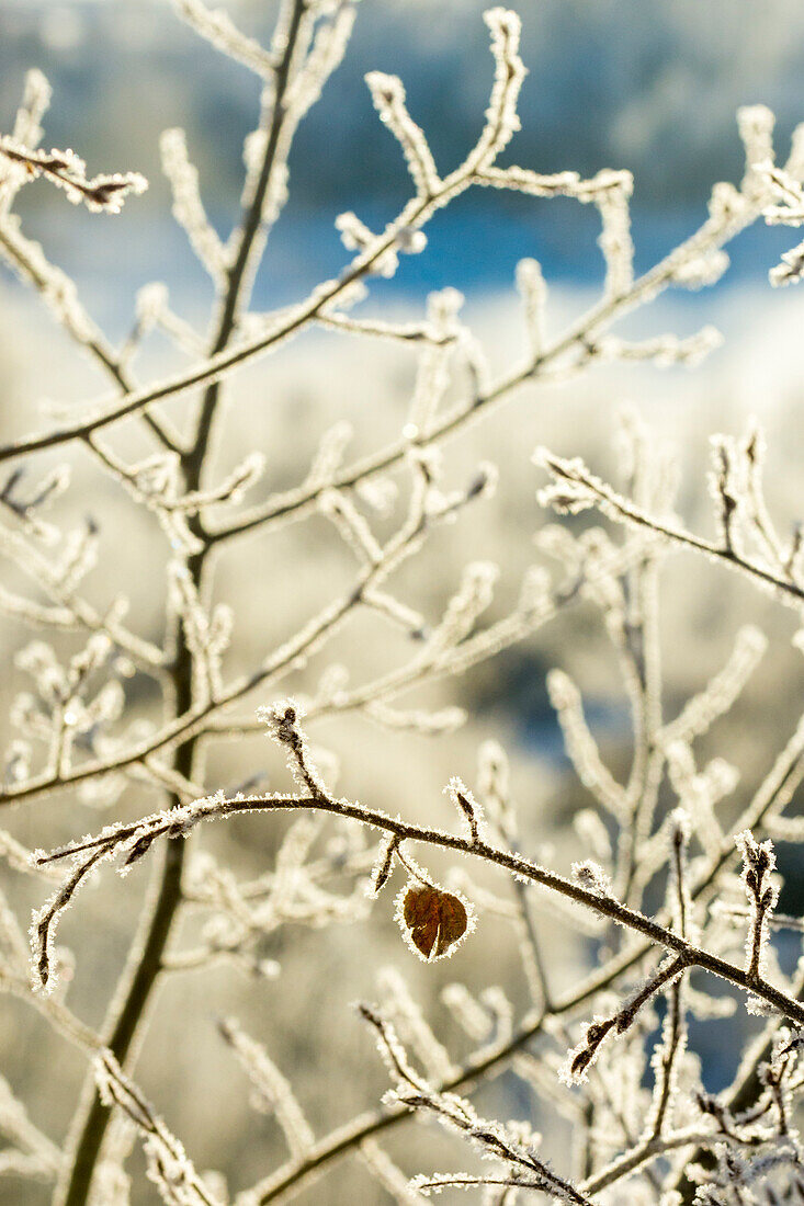 Frost on branch in winter, Durango, Colorado, USA