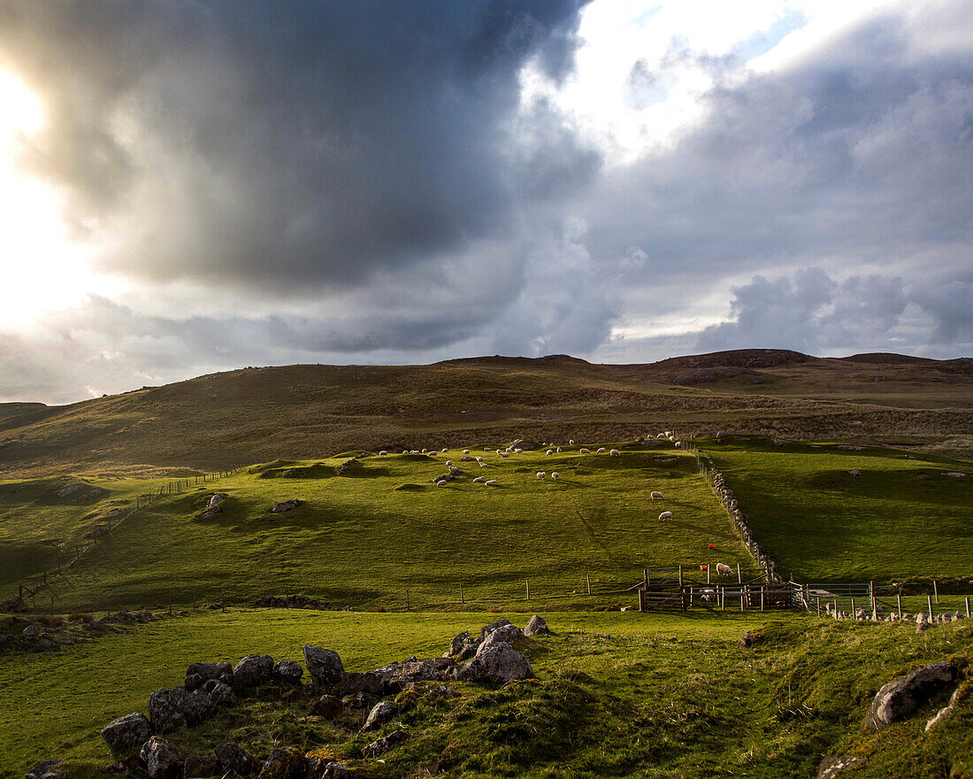 Large clouds over flock of sheep grazing in highland enclosure, Scotland, UK