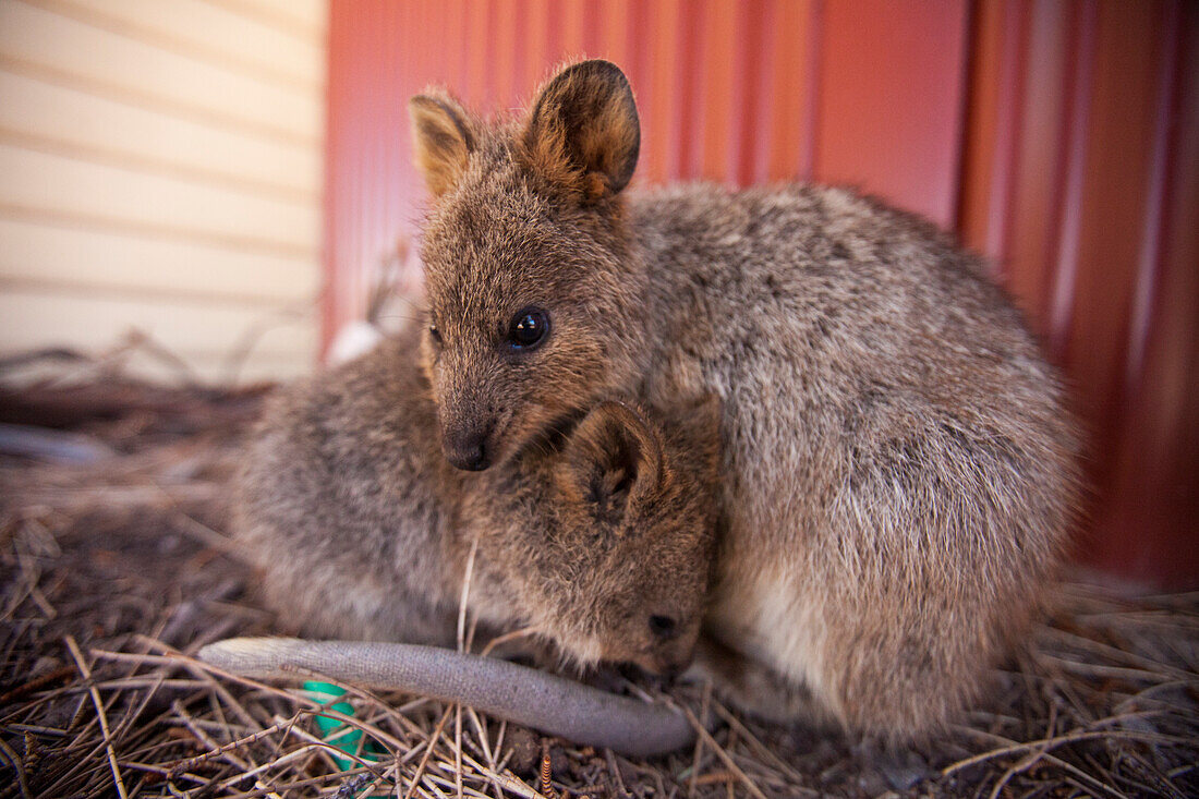 Quokkas (Setonix brachyurus) on Rottnest Island, Perth, Western Australia, Australia