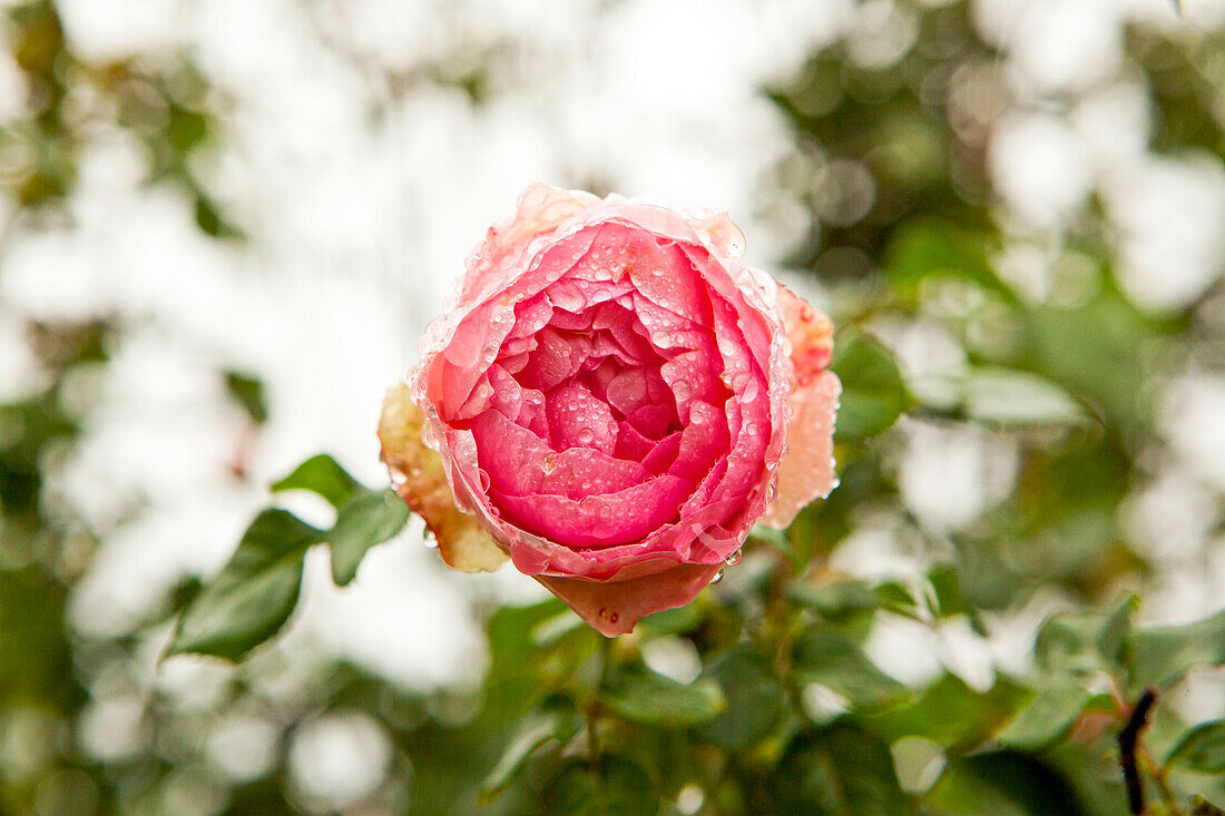 Nahaufnahme von Tau auf rosa Rose, Plonevez-du-Faou, Finistere, Frankreich