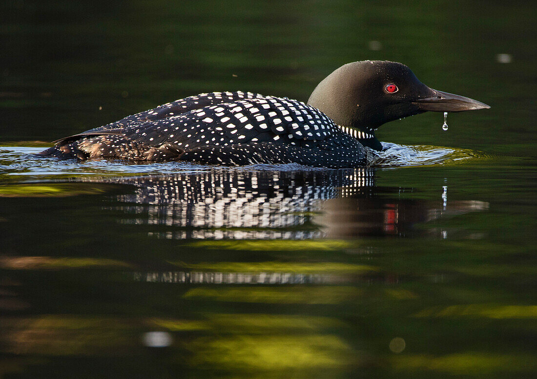 Common loon (Gavia immer) floating on water in Penobscot River, Baxter State Park, North Woods, Maine, USA