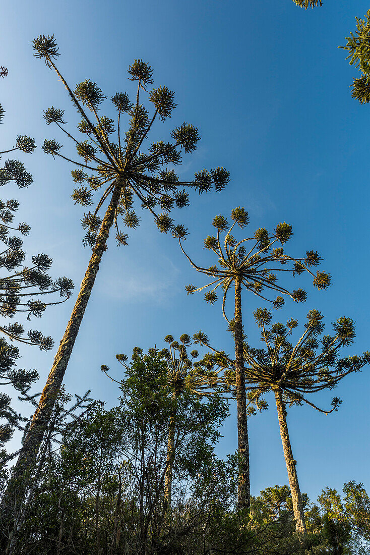 Araucaria pine trees (Brazilian Pines) in Cambara do Sul, Rio Grande do Sul, Brazil