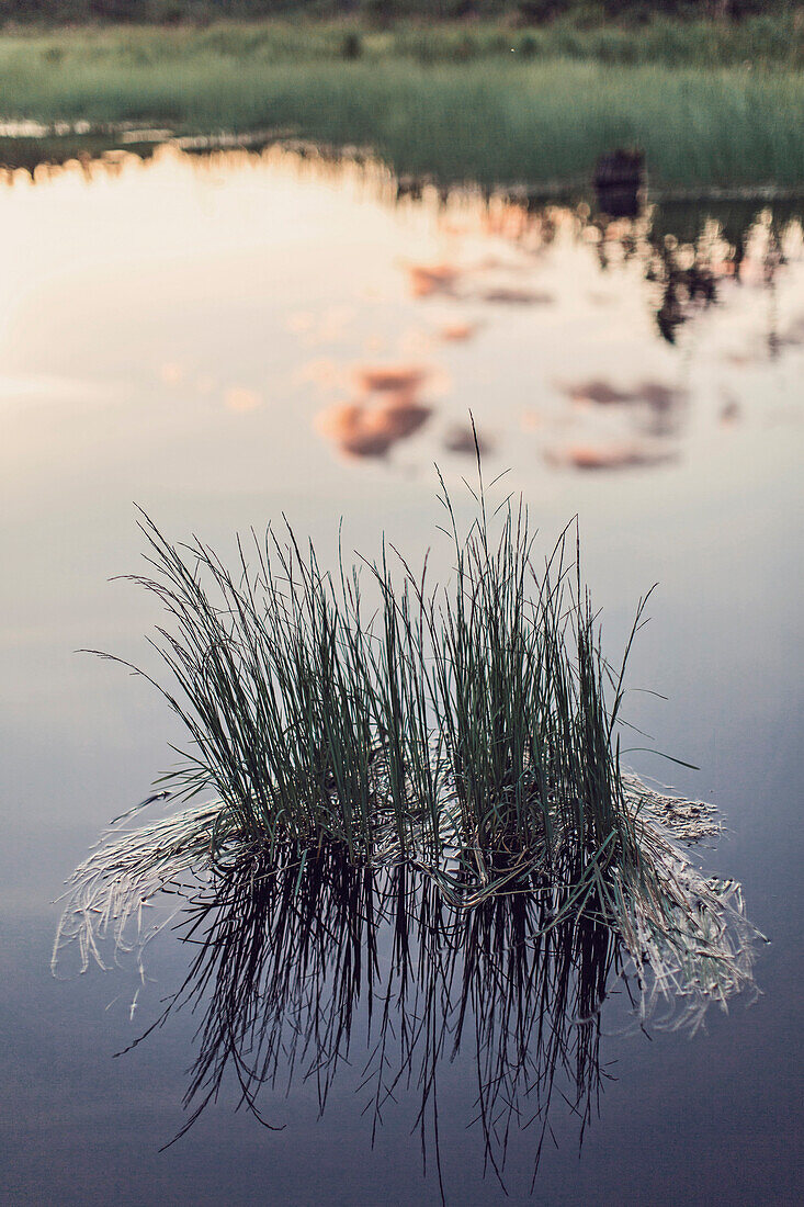 Clouds are reflected at sunset in a wetland along Maine's Flagstaff Lake.