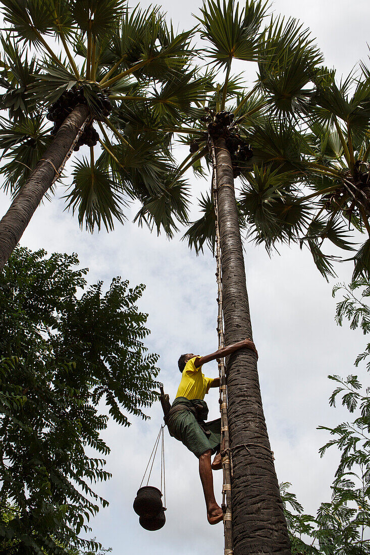 Farmer climbing tall palm tree to harvest oil, Bagan, Myanmar