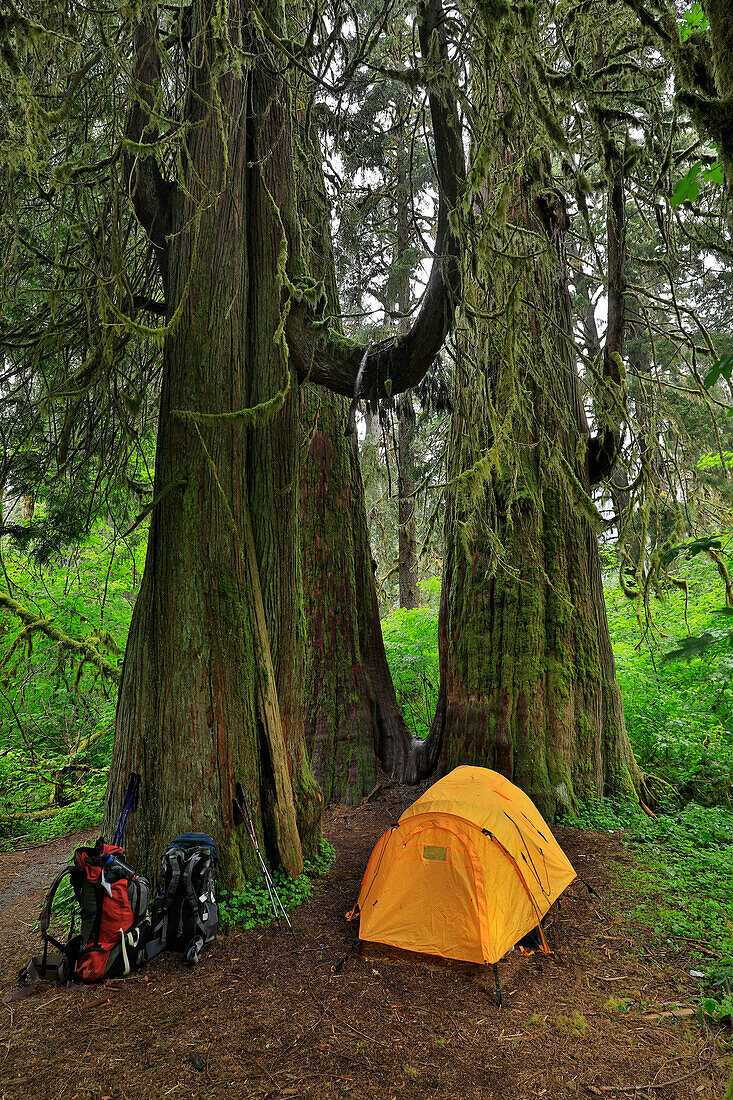 Camping tent and backpacks in Hoh rainforest, Washington State, USA