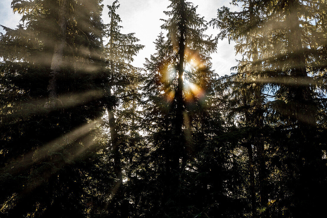 Sunbeams shining from behind trees in forest, Whistler, British Columbia, Canada