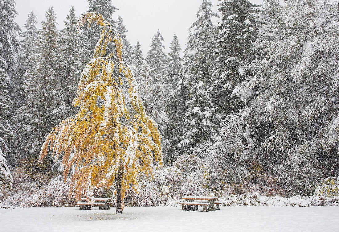 Trees with fall foliage get covered with snow before all the leaves have fallen for the season during a surprise early season storm in Whistler, British Columbia, Canada
