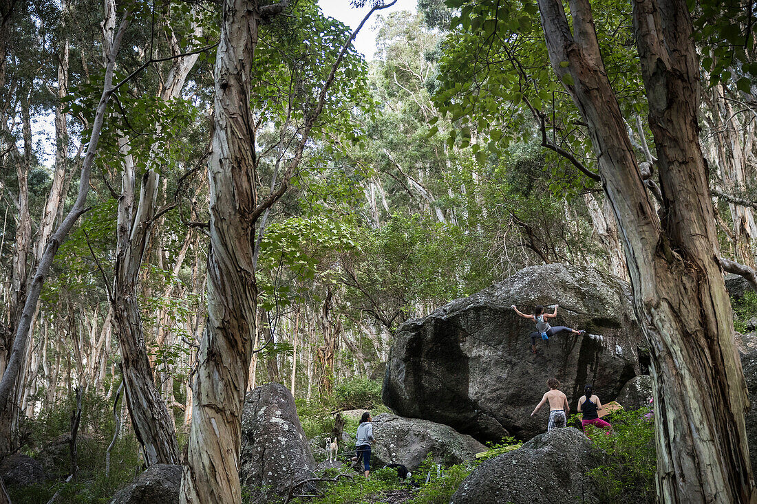 Woman climbing boulder in forest, others watching, Oahu, Hawaii, USA