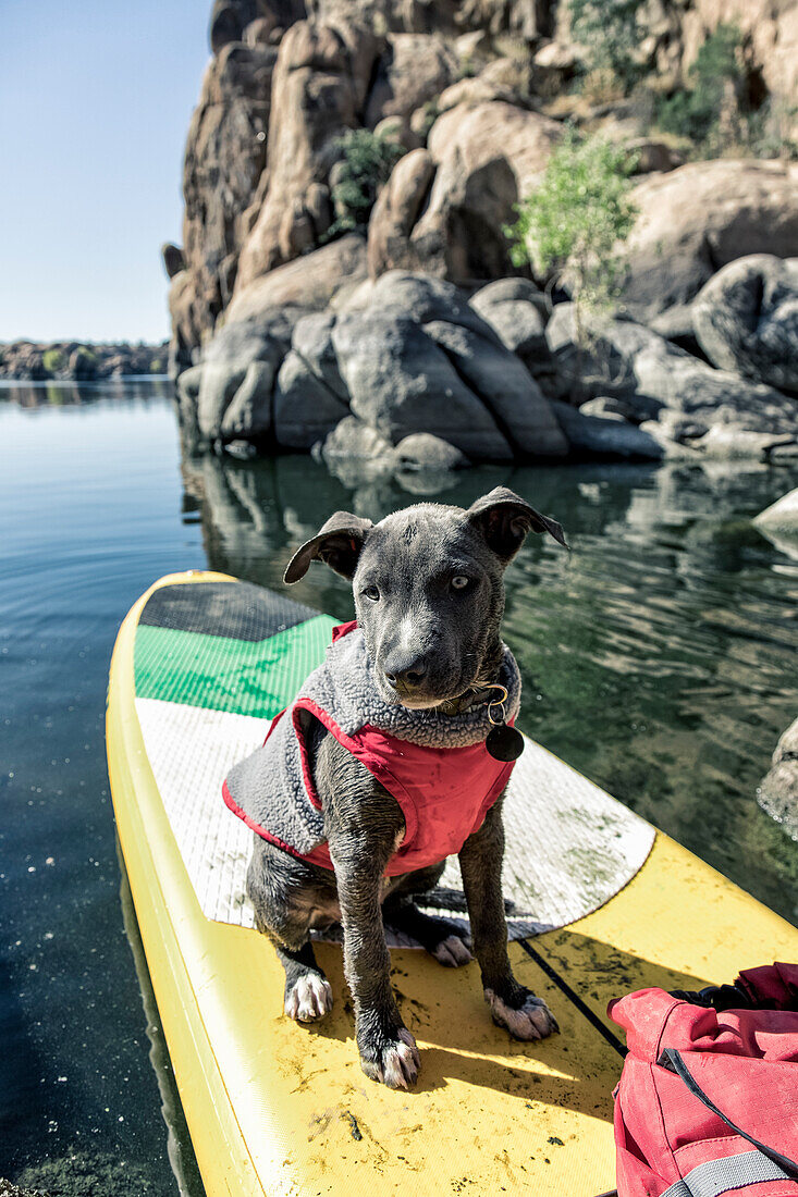Small gray dog in vest sits on front of paddle board, Prescott, Arizona, USA