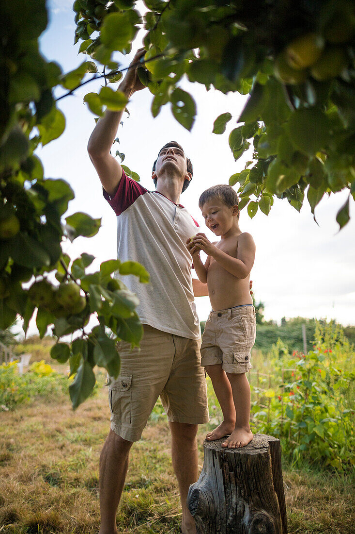 Father and son picking pears from backyard garden, Langley, British Columbia, Canada