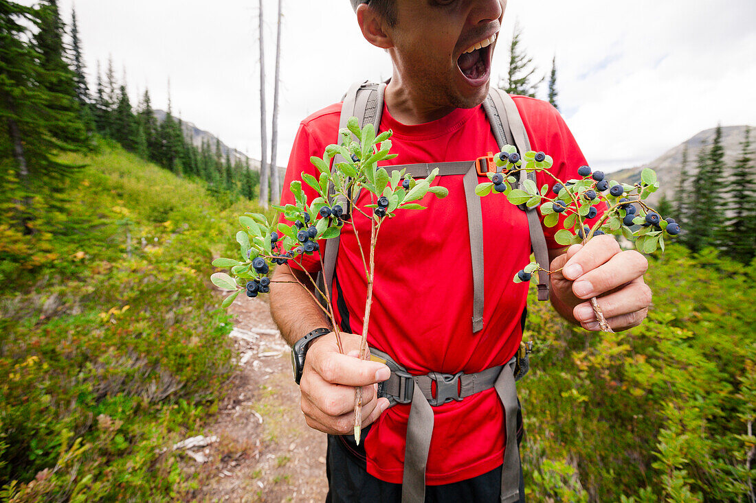 Mid section of man hiking and holding bush of blueberries, Merritt, British Columbia, Canada