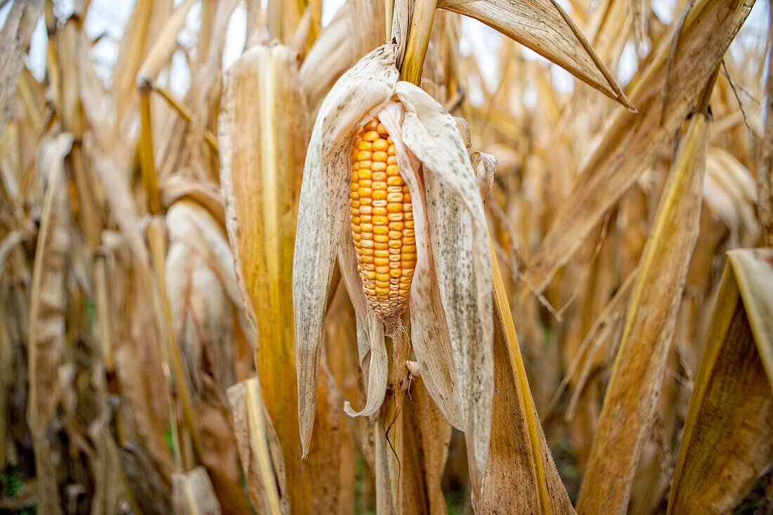 Yellow corn in field