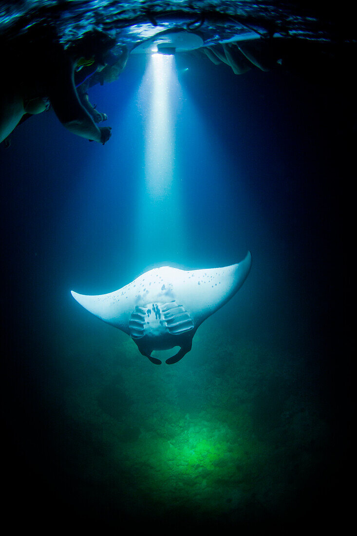 Manta ray swimming underwater at night, Kailua Kona, Hawaii Islands, USA