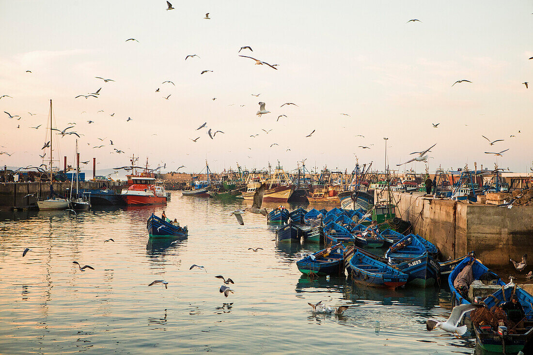Large flock of seagulls flying over historic medina port filled with moored boats, Essaouira, Morocco
