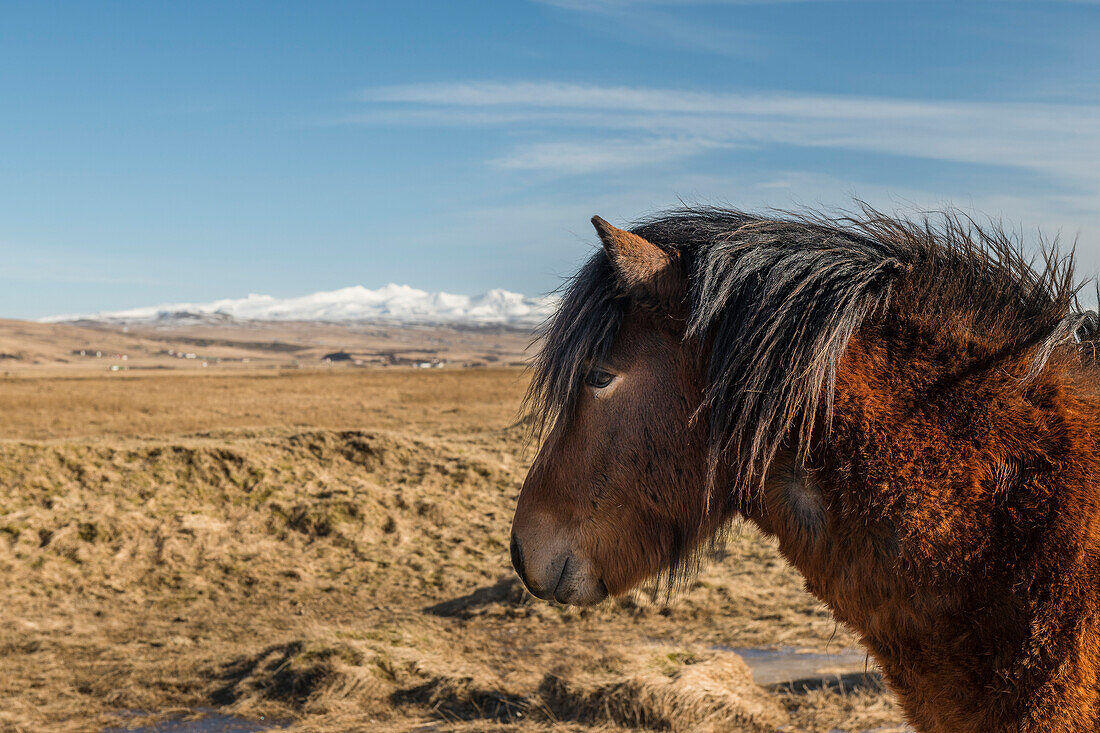 Icelandic horse at the southcoast of Iceland