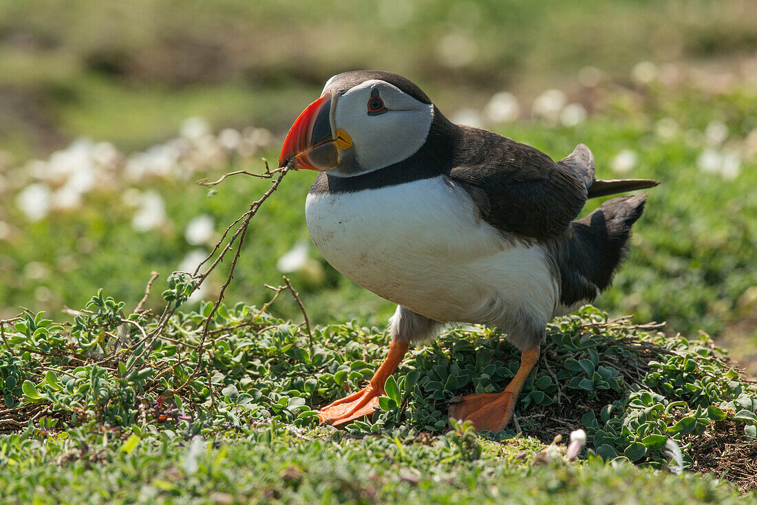 Puffin collecting nest material after heavy rain on Skomer Island, Wales, United Kingdom, Europe