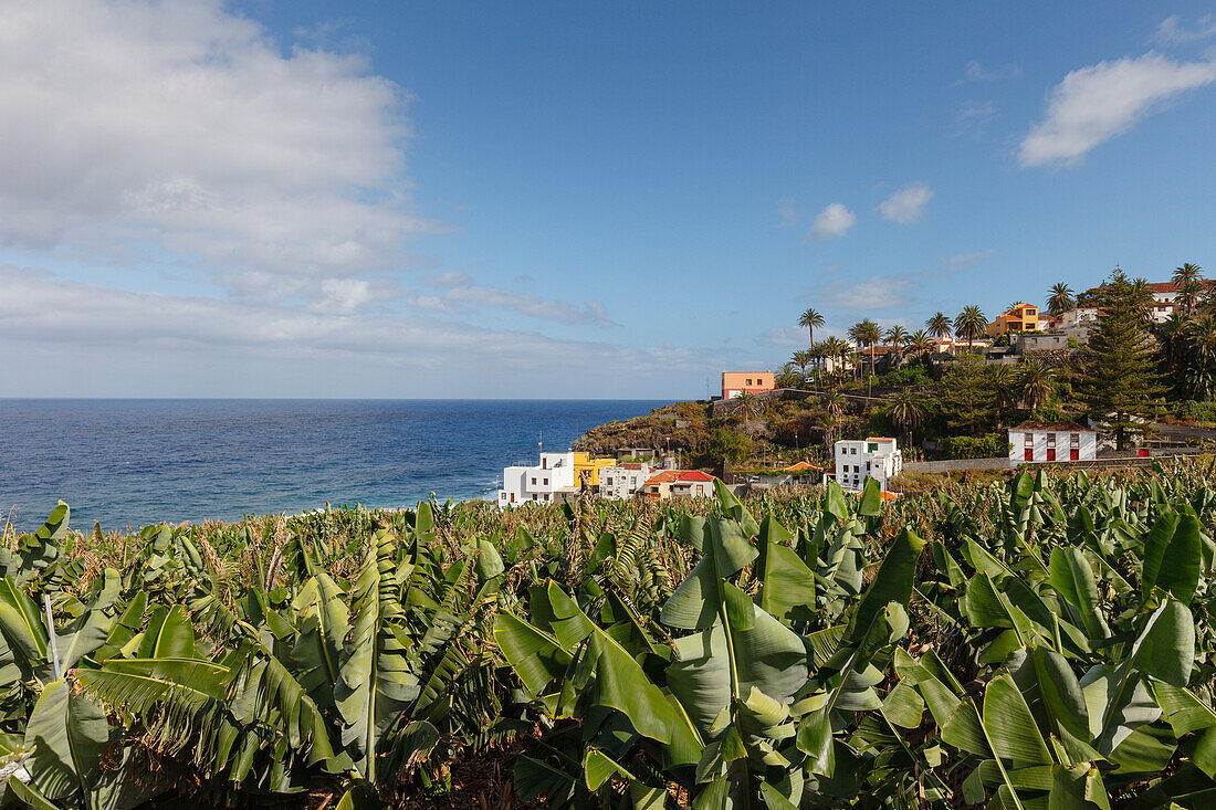 Bananenplantagen, San Andres, Dorf, Ostküste, Atlantik, San Andres y Sauces, UNESCO Biosphärenreservat, La Palma, Kanarische Inseln, Spanien, Europa