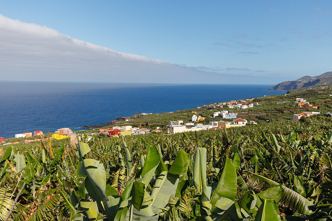banana plantations, near San Andres, village, east coast, Atlantik, San Andres y Sauces, UNESCO Biosphere Reserve, La Palma, Canary Islands, Spain, Europe