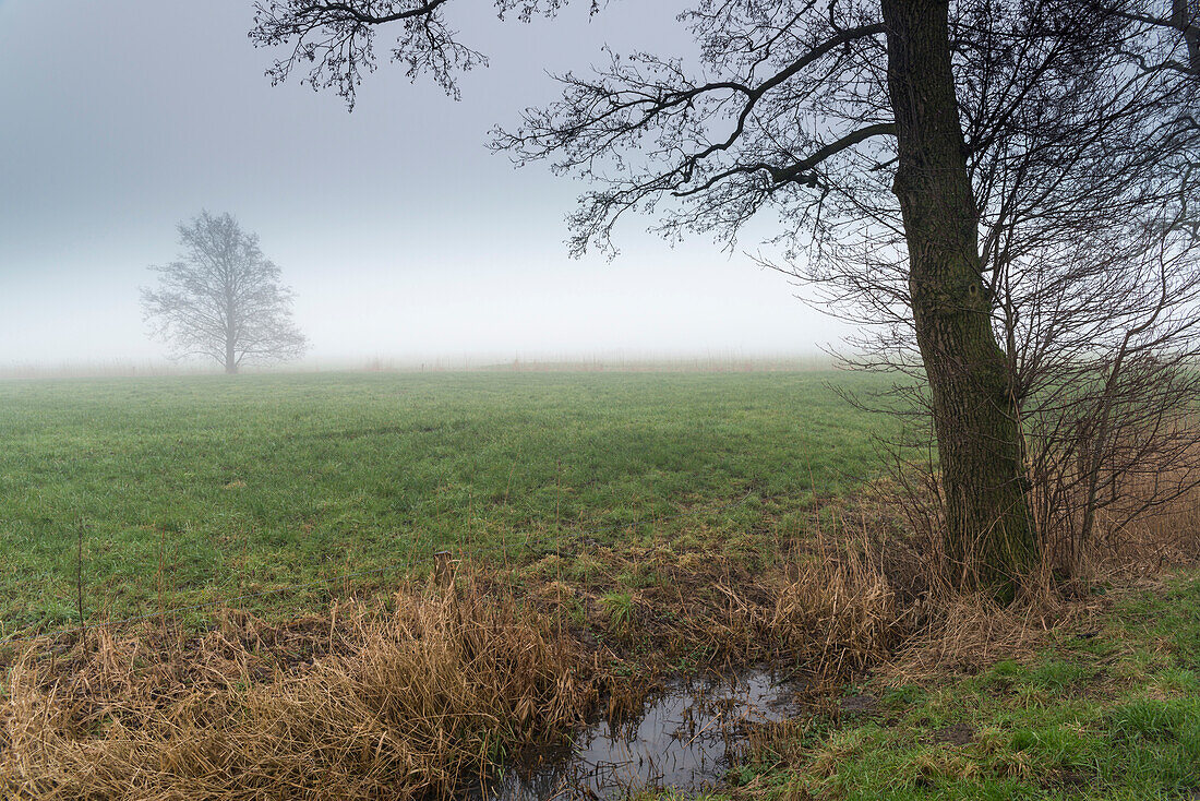 pasture, fog, tree, ditch, Dykhausen, Sande, Friesland District, Lower Saxony, Germany, Europe