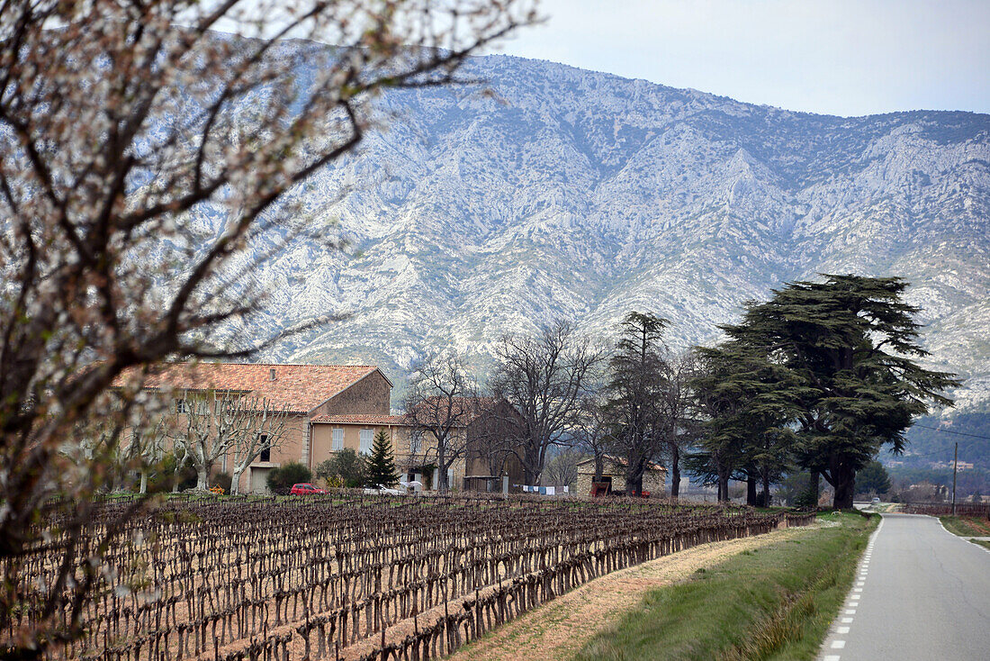 Blick zum Montagne Ste. Victoire, Provence, Frankreich